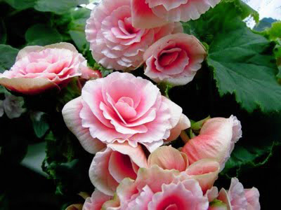tuberous-rooted-begonia